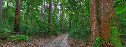 4WD Track - Fraser Island - QLD (PB5D 00 51A1868)